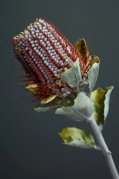 Zbliżenie Banksia kwiat znany również jako australijski wiciokrzew na ciemnym tle — Zdjęcie stockowe