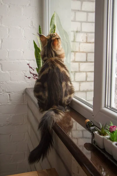 Um retrato de um gatinho Maine Coon sentado em um peitoril da janela em uma cozinha minimalista, foco seletivo — Fotografia de Stock
