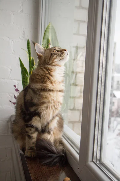Um retrato de um gatinho Maine Coon sentado em um peitoril da janela em uma cozinha minimalista, foco seletivo — Fotografia de Stock