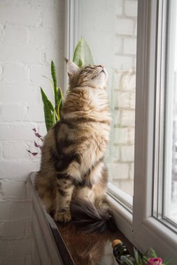 Minimalist bir mutfakta pencere eşiğinde oturan bir Maine Rakun kedisinin portresi.