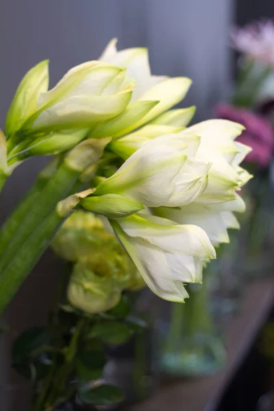 Close-up flor loja janela com flores brancas hippeastrum, foco seletivo — Fotografia de Stock