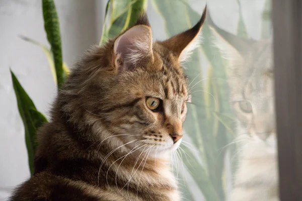 Um retrato de um gatinho Maine Coon sentado em um peitoril da janela em uma cozinha minimalista, foco seletivo — Fotografia de Stock