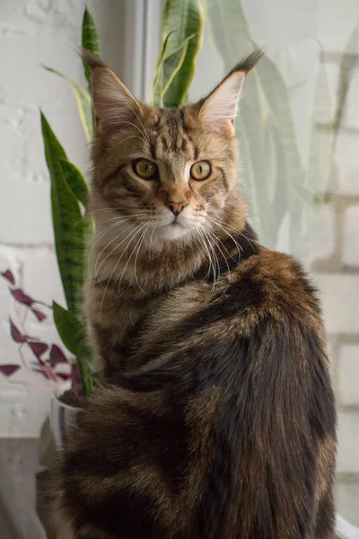 Портрет котенка из штата Мэн, сидящего на подоконнике на минималистской кухне, избирательного фокуса — стоковое фото