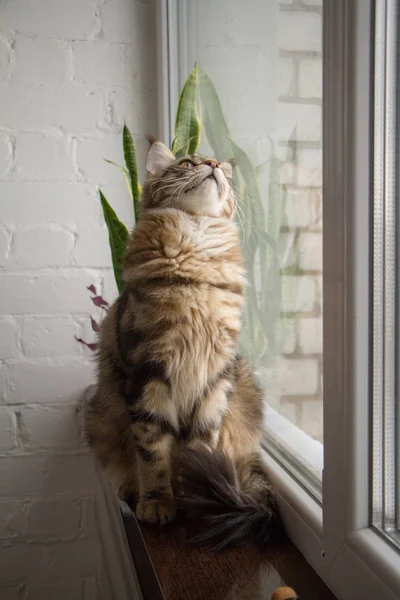 Minimalist bir mutfakta pencere eşiğinde oturan bir Maine Rakun kedisinin portresi. — Stok fotoğraf