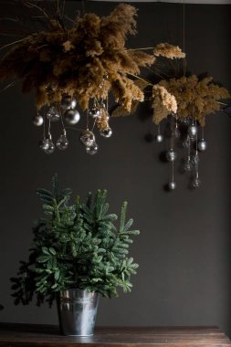 Yeşil köknar ya da Abies Nobilis siyah ahşap bir sehpada demir bir kovada dallanır, Noel dekoratif bir kamış bulutu Noel dekoru, Noel ya da yeni yıl konseptiyle yukarıda asılı durur.