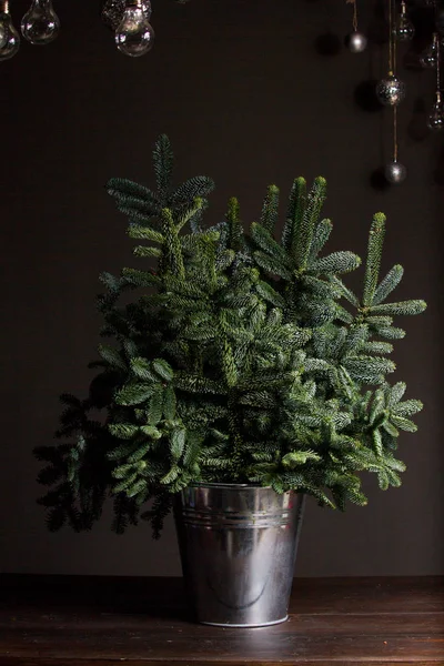 Yeşil köknar ya da Abies Nobilis siyah ahşap bir sehpada demir bir kovada dallanır, Noel dekoratif bir kamış bulutu Noel dekoru, Noel ya da yeni yıl konseptiyle yukarıda asılı durur.