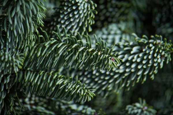 Close-up of fir or Abies Nobilis needles on a dark backdrop, Christmas or New Year concept — Stock Photo, Image