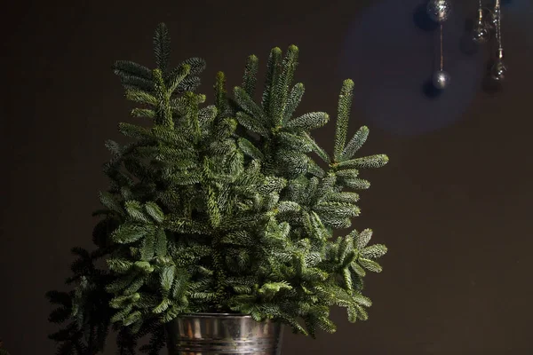 Green fresh fir or Abies Nobilis branches in an iron bucket on a dark wooden table, a decorative reed cloud hanging from above with a Christmas decor, Christmas or New Year concept — Stock Photo, Image