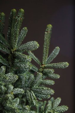 Köknar ya da Abies Nobilis şubelerinin karanlık bir zemin, Noel ya da Yeni Yıl konsepti üzerine yakın plan