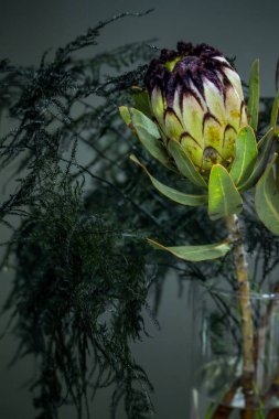 Karanlık bir arka planda cam vazoda şeytani protea ve kuşkonmaz buketi, seçici bir odak