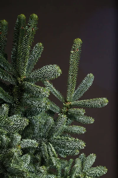 Close-up de abetos ou ramos Abies Nobilis em um fundo escuro, Natal ou Ano Novo conceito — Fotografia de Stock