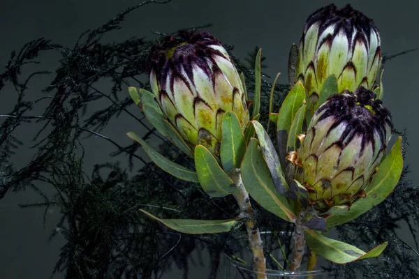 Demonic bouquet of black protea and asparagus in a glass vase on a dark background, selective focus