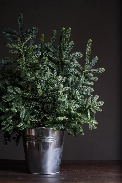 Green fresh fir or Abies Nobilis branches in an iron bucket on a dark backdrop, Christmas or New Year concept — Stock Photo, Image