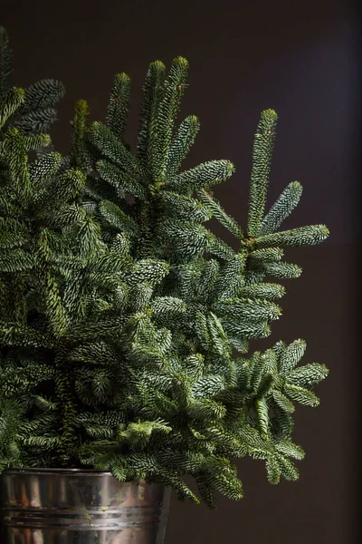 Abeto fresco verde ou ramos de Abies Nobilis em um balde de ferro em um contexto escuro, conceito de Natal ou Ano Novo — Fotografia de Stock