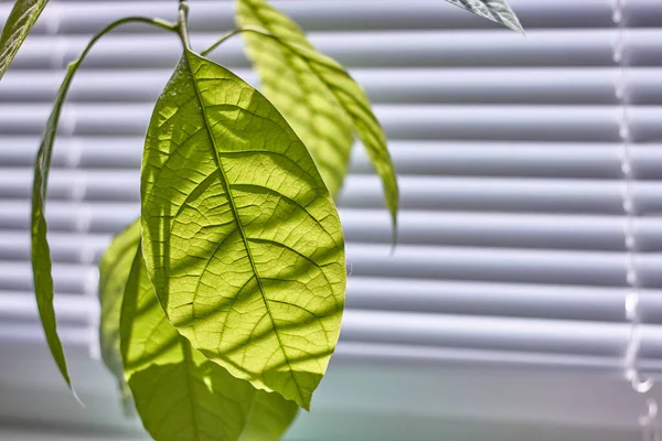 Крупный план листвы молодого авокадо на окне с жалюзи, избирательный фокус — стоковое фото