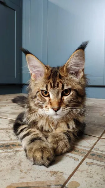 Maine gattino bozzolo si trova sul pavimento sullo sfondo di mobili da cucina, messa a fuoco selettiva — Foto Stock