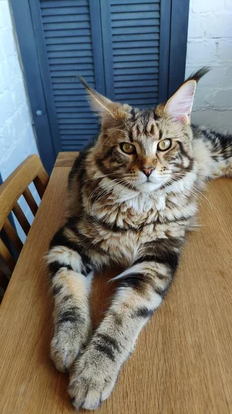 Maine Rakunu kedi yavrusu ahşap bir masanın üzerinde minimalist bir mutfağın arka planında, seçici bir odak noktasında yatıyor. — Stok fotoğraf