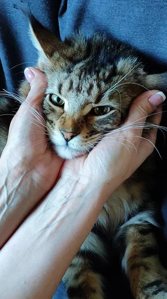 Ruce hostesky drží roztomilou tvář Maine Mýval kotě ležící v křesle, selektivní zaměření — Stock fotografie