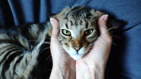 Hands of the hostess holding a cute face of Maine Coon kitten lying in a chair, selective focus — Stock Photo, Image