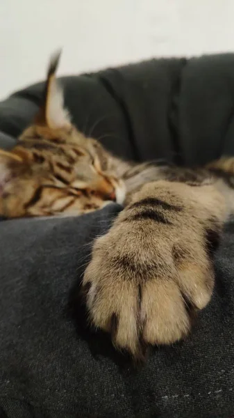 Close-up de uma pata de um homem dormindo em uma cadeira Maine Coon, foco seletivo — Fotografia de Stock