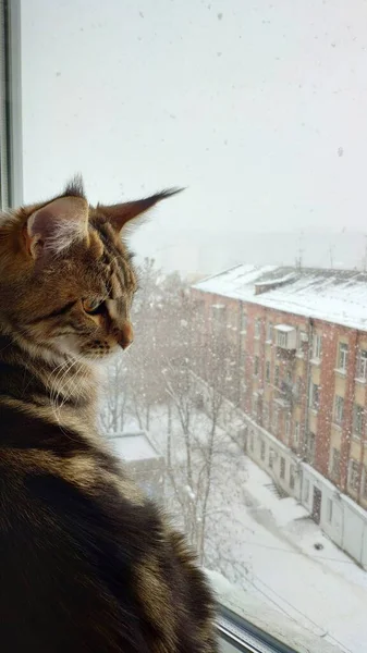 Close-up de Maine Coon gatinho sentado no peitoril da janela e olhando para a neve caindo, foco seletivo — Fotografia de Stock
