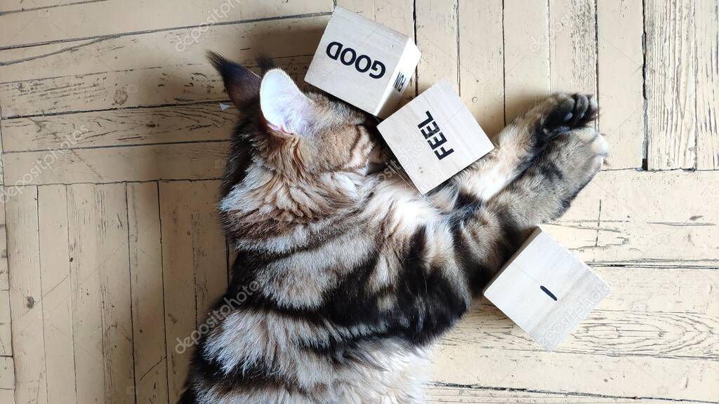 Top view of Maine Coon kitten lies on the floor near wooden cubes with the words I feel good