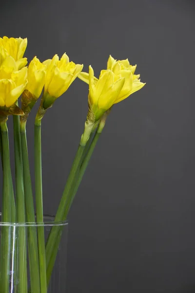 Vaso di vetro con narcisi gialli su un tavolo di legno scuro, sfondo saluto o concetto — Foto Stock