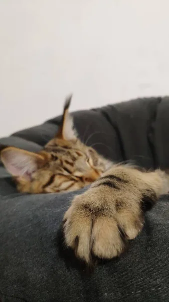 Close-up de uma pata de um homem dormindo em uma cadeira Maine Coon, foco seletivo — Fotografia de Stock