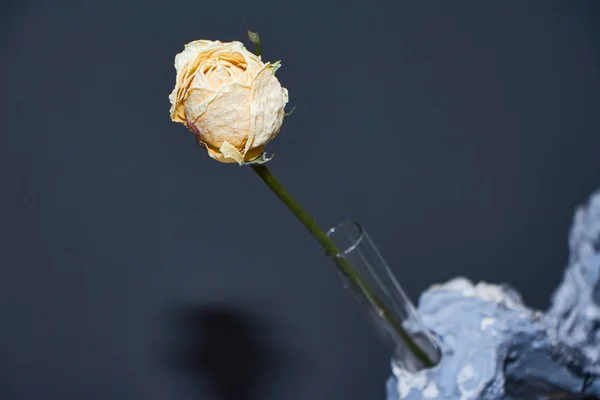 Dry white rose in an original coral vase, minimalism in the interior, selective focus — Stock Photo, Image