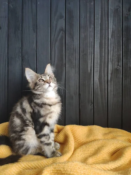 Maine chaton coon repose sur un pull jaune contre un mur noir, mise au point sélective — Photo