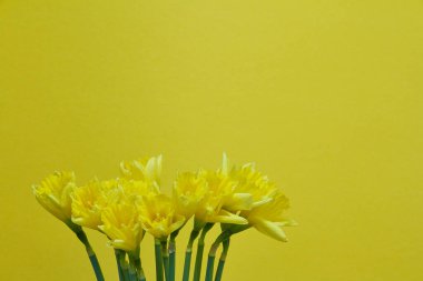 Sarı arka planda çiçek açan sarı nergisler, tebrik kartı ya da konsept.