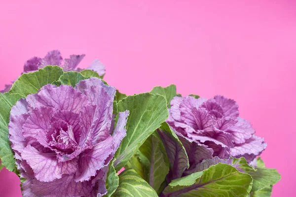 Brassica Oleracea Capitata or decorative cabbage bouquet on a pink background, greeting card or concept — Stock Image Brassica Oleracea Capitata or decorative cabbage bouquet on a pink background, greeting card or concept Royalty Free Stock Images