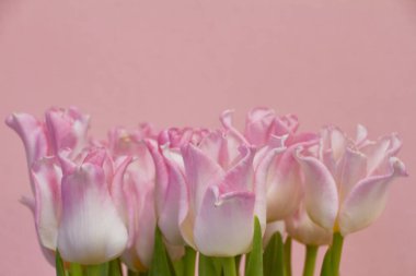 Pembe arka planda çiçek açan pembe laleler, tebrik kartı ya da konsept.