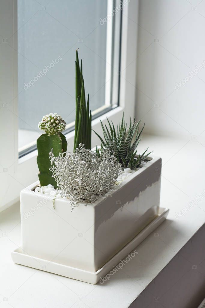 Small multicolored cacti and succulents in a large white pot on the windowsill, soft focus, place for text.