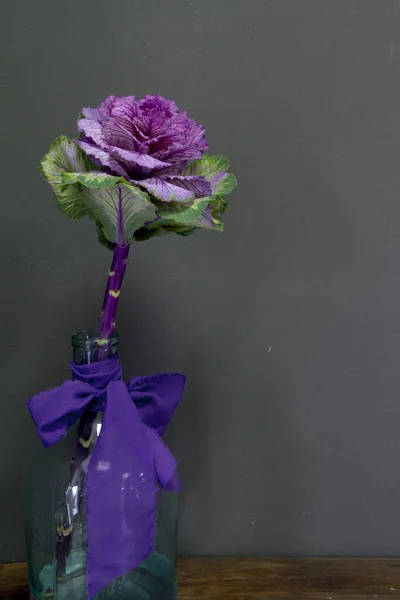 Brassica Oleracea Capitata or decorative cabbage in a glass vase with a purple ribbon on a grey background, greeting card or concept — Stock Photo, Image