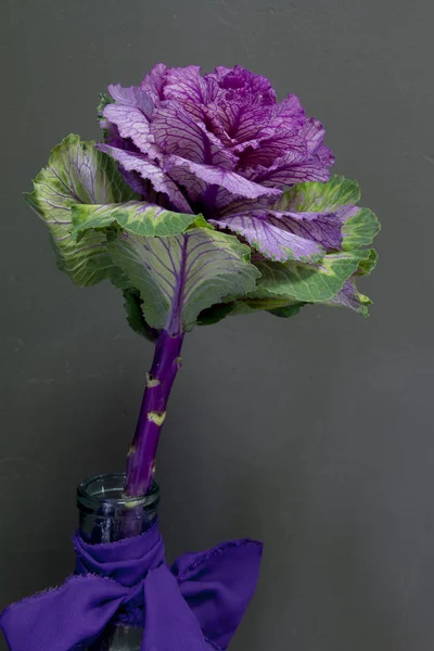 Brassica Oleracea Capitata or decorative cabbage in a glass vase with a purple ribbon on a grey background, greeting card or concept — Stock Image Brassica Oleracea Capitata or decorative cabbage in a glass vase with a purple ribbon on a grey background, greeting card or concept Stock Picture