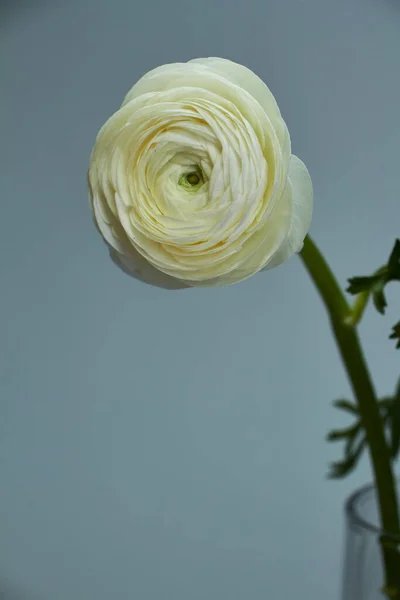 Buquê de ranúnculo branco em um vaso de vidro em um fundo escuro, fundo original ou conceito — Fotografia de Stock