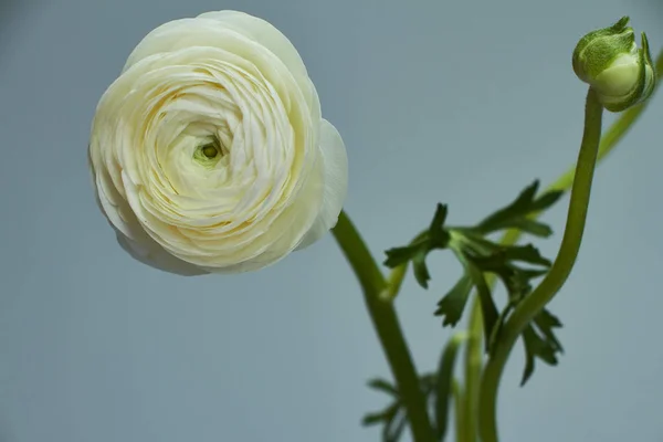 Bouquet of white ranunculus in a glass vase on a dark background, original background or concept — Stock Photo, Image