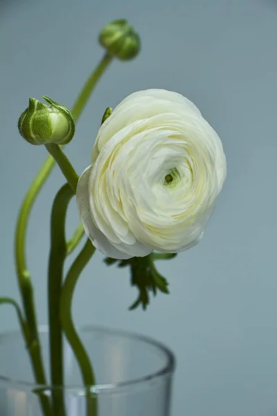 Bouquet of white ranunculus in a glass vase on a dark background, original background or concept — Stock Photo, Image