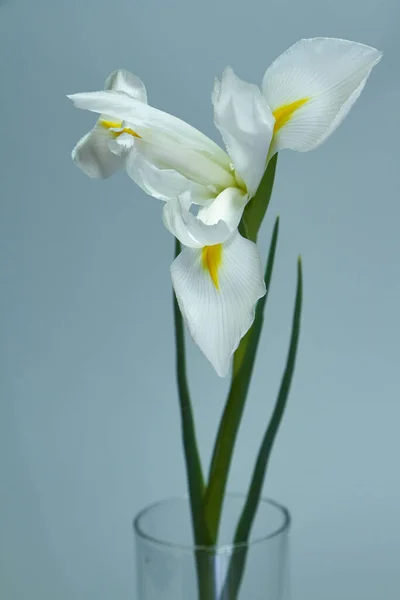 Цветок белой радуги на темном фоне, выборочный фокус — стоковое фото