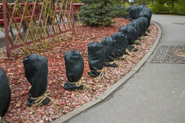 Muchas plantas en el parque están cubiertas con material especial, preparando plantas para la invernada, protegiendo el medio ambiente — Foto de Stock