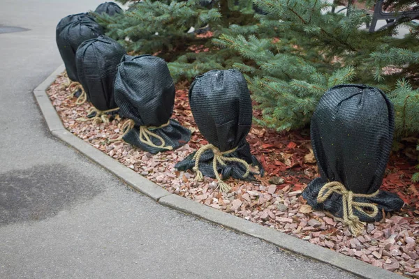 De nombreuses plantes du parc sont recouvertes de matériaux spéciaux, préparant les plantes à l'hivernage, protégeant l'environnement — Photo