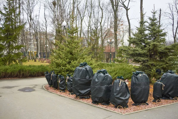 Muchas plantas en el parque están cubiertas con material especial, preparando plantas para la invernada, protegiendo el medio ambiente —  Fotos de Stock