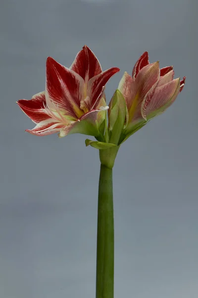 Fiore hippeastrum rosso-bianco isolato su uno sfondo grigio chiaro, biglietto di auguri o concetto — Foto Stock