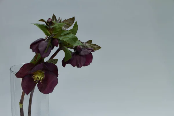 Close-up of several colors of purple hellebore in a glass vase, selective focus — Stock Photo, Image