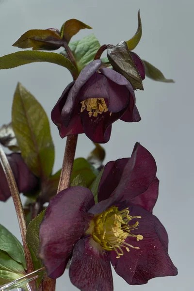 ガラスの花瓶に紫色のいくつかの色のクローズアップ、選択的な焦点 — ストック写真