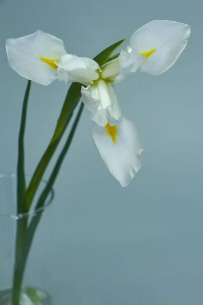 Bella tripla fiore iris bianco su uno sfondo scuro, messa a fuoco selettiva — Foto Stock