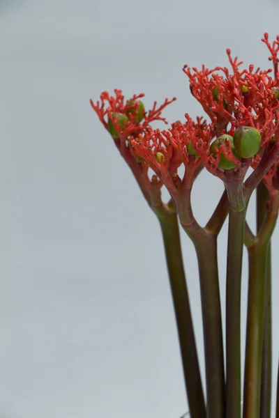 Czerwone kwiaty jatropha podagrica w szklanym wazonie na jasnoszarym tle, ostrość selektywna — Zdjęcie stockowe