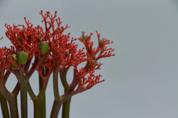 Czerwone kwiaty jatropha podagrica w szklanym wazonie na jasnoszarym tle, ostrość selektywna — Zdjęcie stockowe