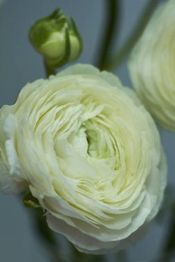 Koyu arkaplan, orijinal arkaplan ya da konsept üzerinde cam bir vazoda duran bir buket beyaz ranunculusun yakın çekimi